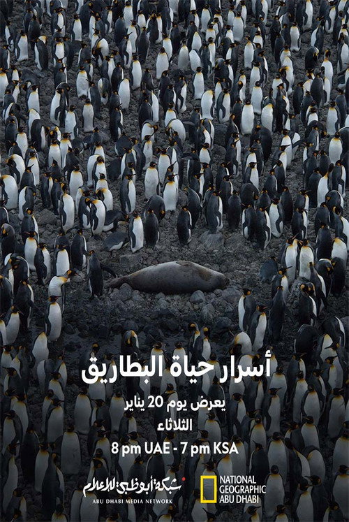 A Penguin's Life