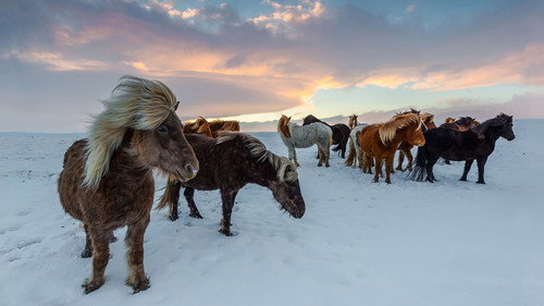 The Export Journey of the Icelandic Horse Backdrop Blur