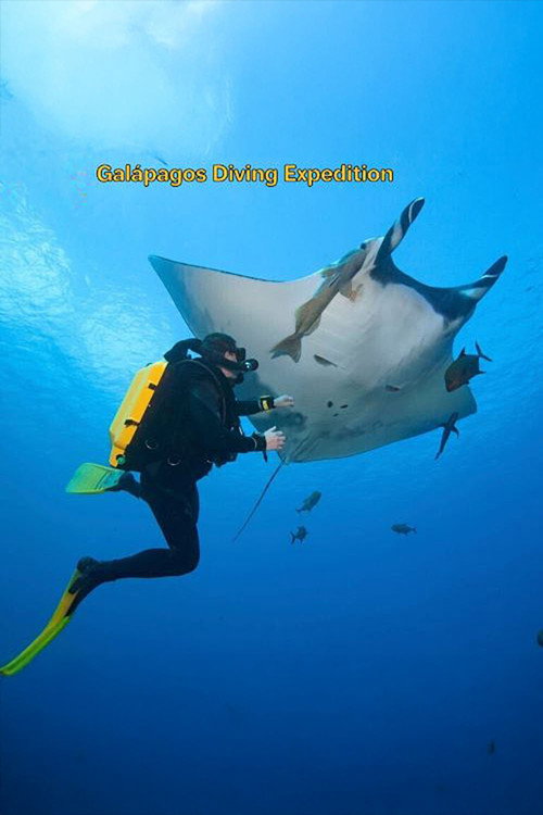 Galapagos Diving Expedition