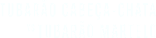 Tubarão Cabeça-Chata vs. Tubarão Martelo