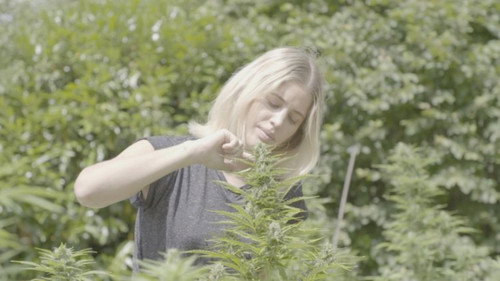 Cannabiz - Season 1 Backdrop Blur