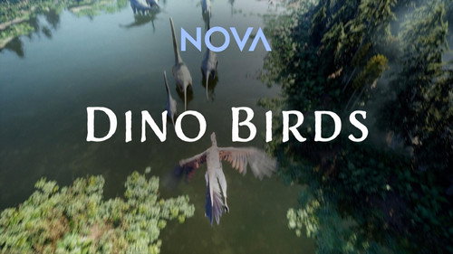 Dino Birds Bild 1