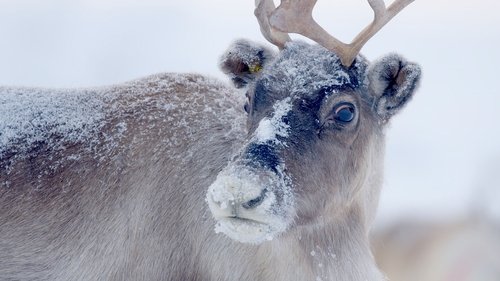 Santa's Wild Home Santa's Wild Home