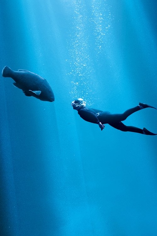 Blueback poster