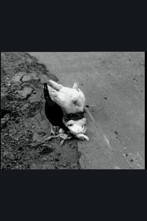 The Delmarva Chicken of Tomorrow movie poster player