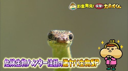 Episode 242