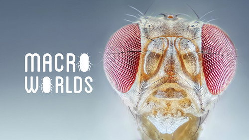 Winzige Wunder: Insekten - Season 1 Backdrop Blur