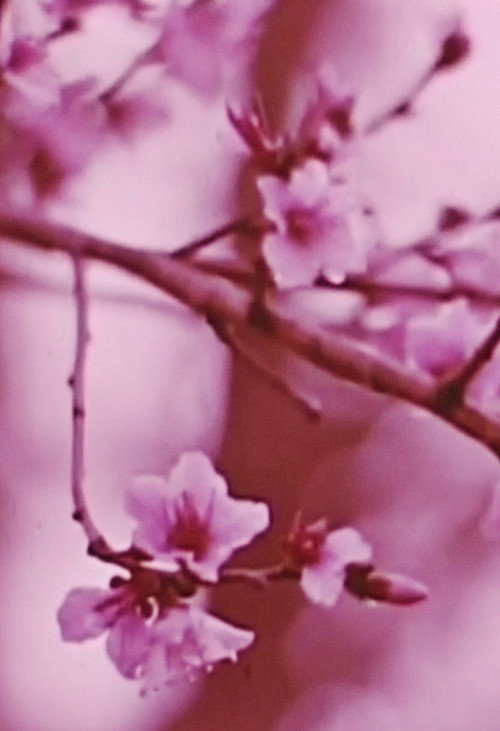 Same Day Nice Biscotts