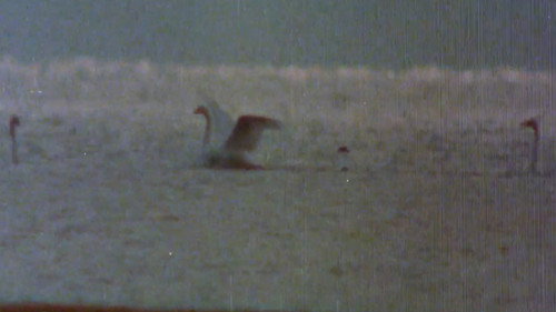 The Sounds of the Northern Forests