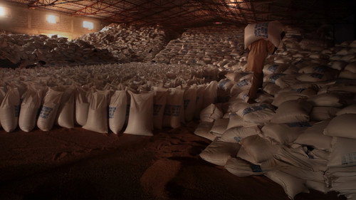 Dead Donkeys Fear No Hyenas