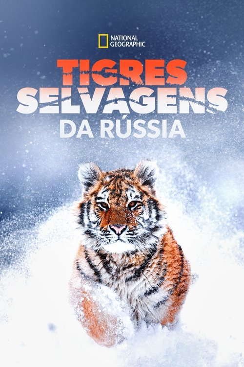 Pôster de Tigres Selvagens da Rússia