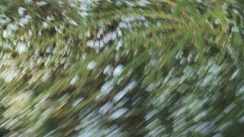 Weeds and Wildflowers