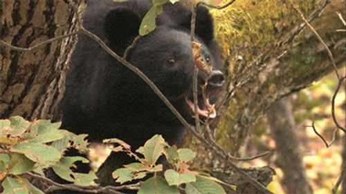 Moon Bear Chronicle: Unraveling the Mysteries
