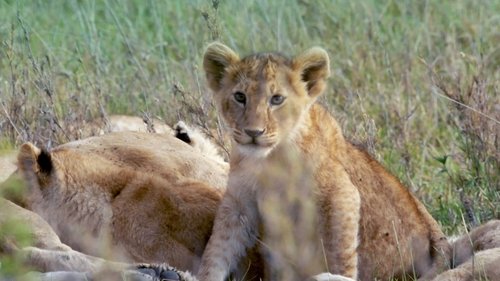 Poster della serie Born in Africa