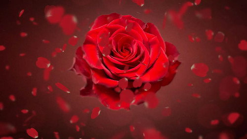 The Bachelor - Afrique Bild 3