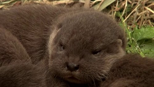If I Were an Otter