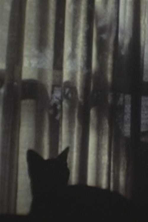 CAT & CURTAIN