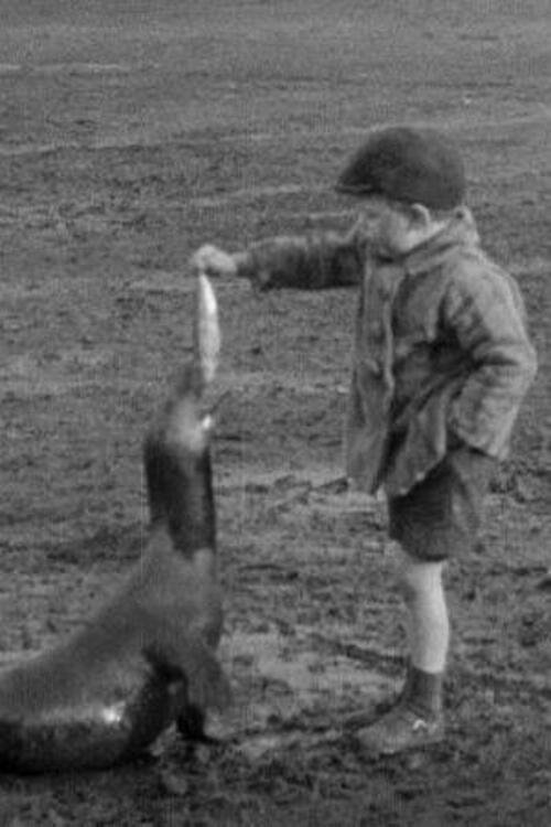 The Village Pet (1931)