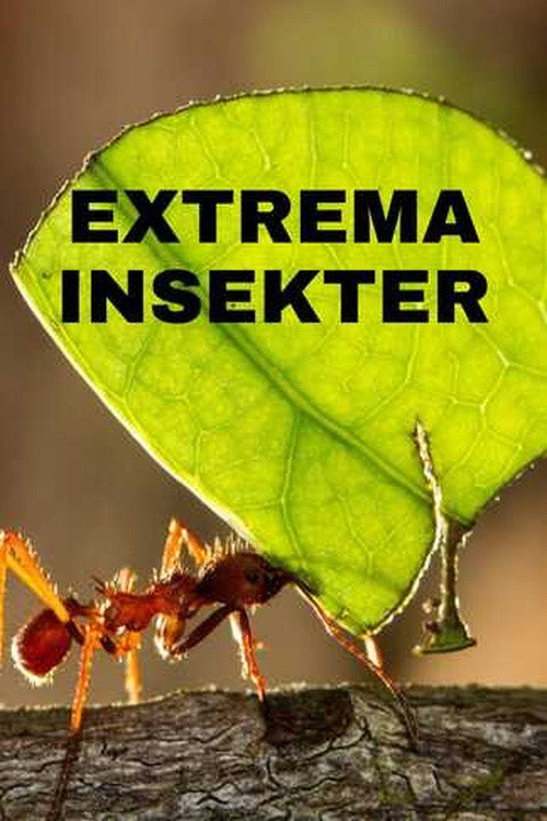 Extrema insekter