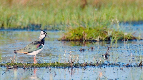 Sumpfland Taiga - Das Berezinsky-Biosphärenreservat