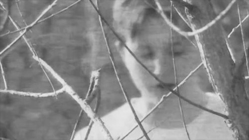 Montage of Vitrine Backdrop Blur