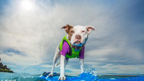Surf's Pup!