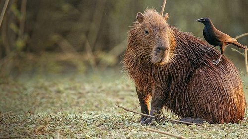 South America's Weirdest Animals
