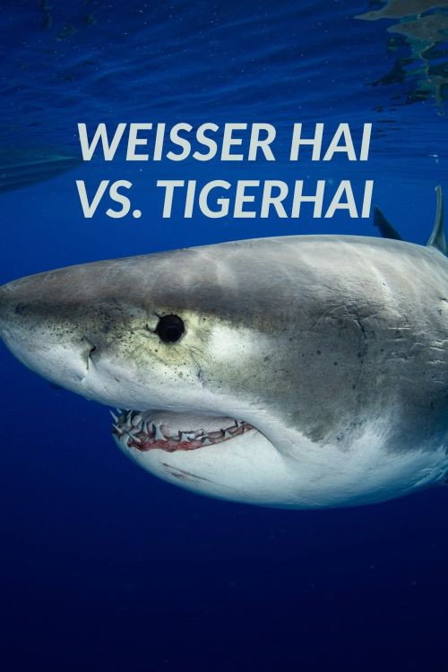 Affiche de Weißer Hai vs. Tigerhai