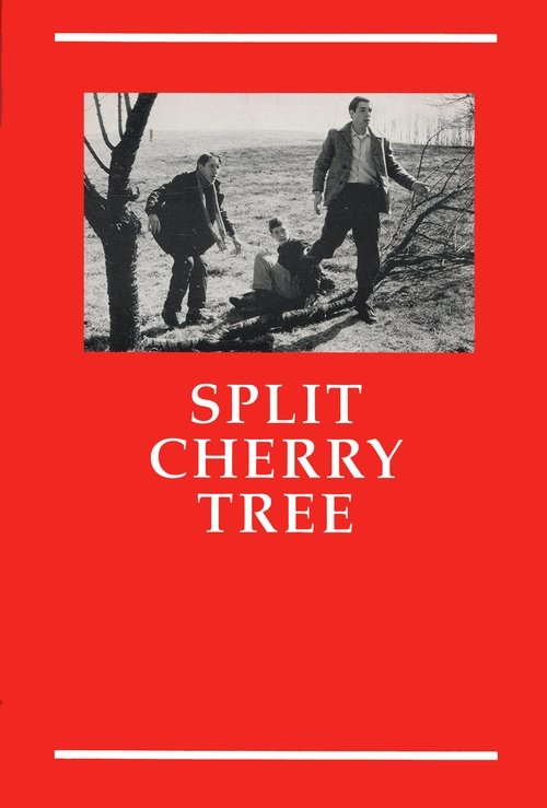 Split Cherry Tree 1982