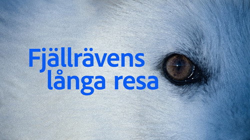 Fjällrävens långa resa Backdrop Blur