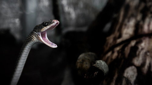 Morsures animales - Season 1 Backdrop Blur