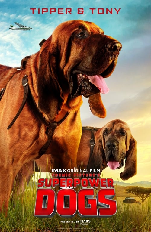 Why Superpower Dogs