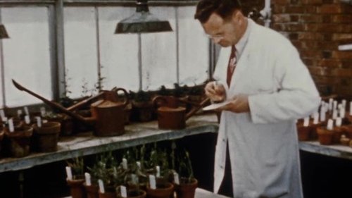 Man Against a Fungus