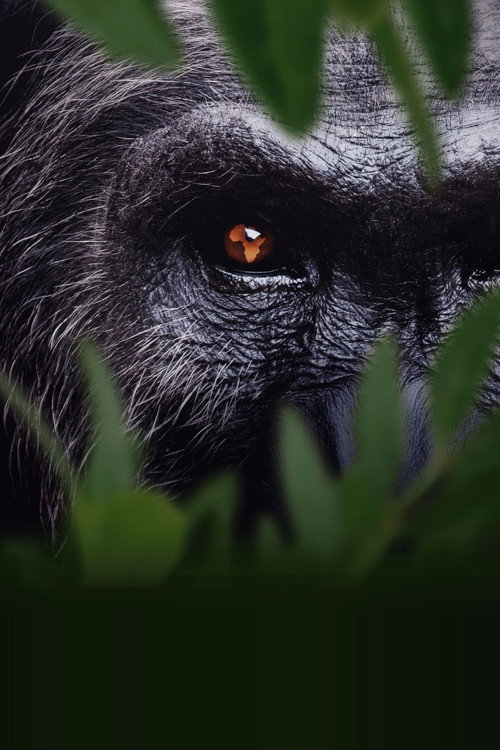 Africa Earth’s Wild Home