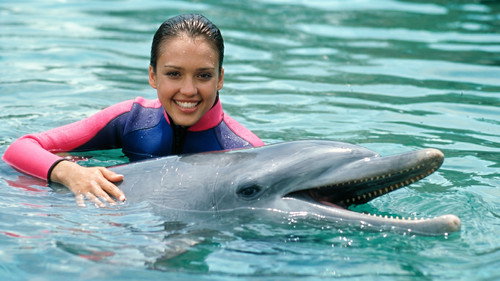 Flipper
