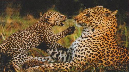 Natural Killers Predators Close Up: Kalahari Supercat