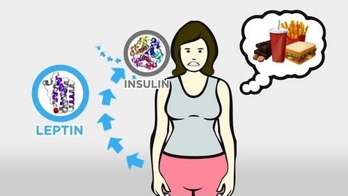 Hunger and Hormones: A Vicious Cycle Still