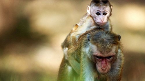 Ilha dos Macacos