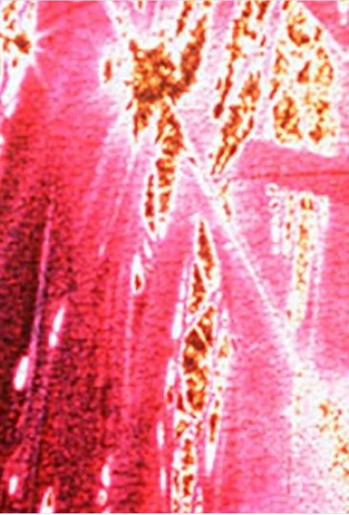 Spring Flavor (1996) poster