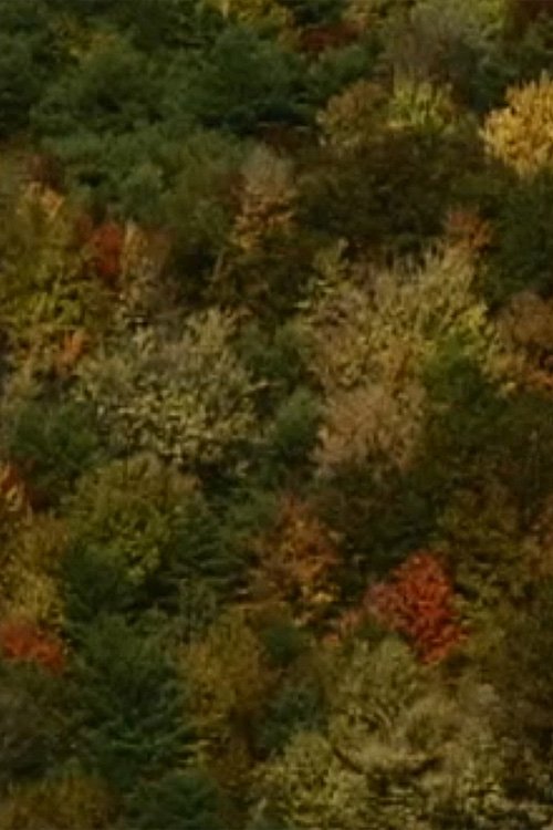 Color Study
