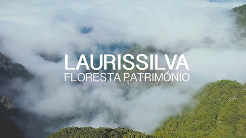 Laurissilva - Floresta Património Backdrop Blur