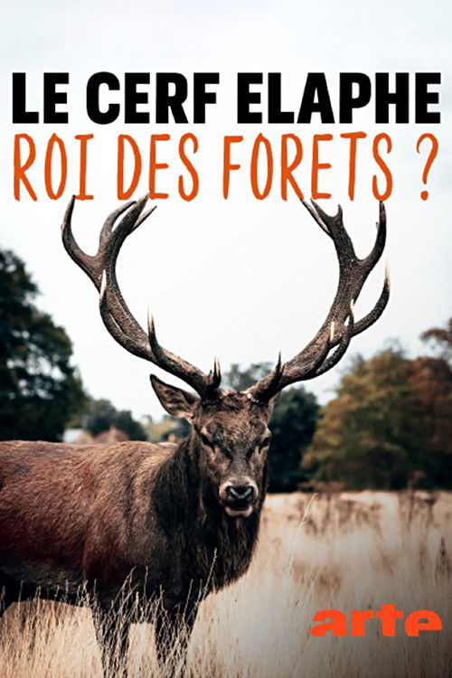 Das geheime Leben der Rothirsche poster