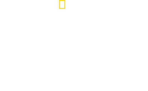 Dolphins Up Close with Bertie Gregory logo