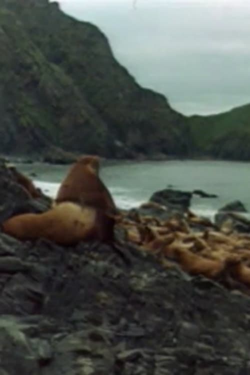 Eumetopias jubata (Otariidae) - Verhaltensweisen in der Kolonie (1978)