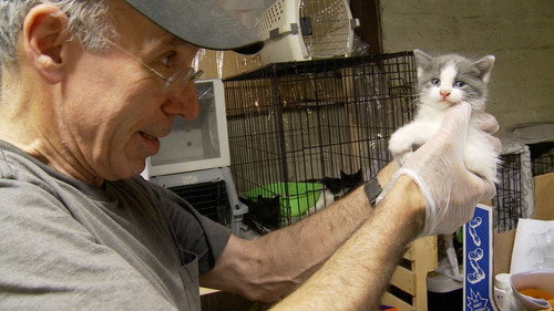 The Cat Rescuers still