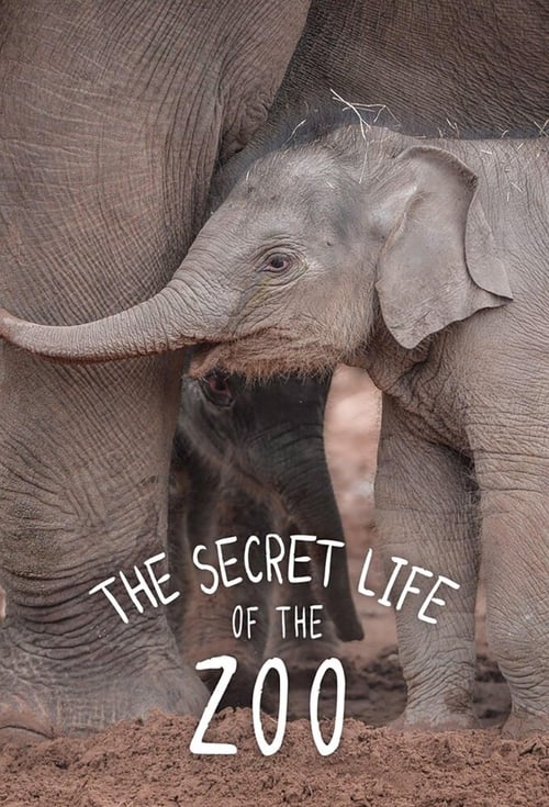 Where to stream The Secret Life of the Zoo Specials