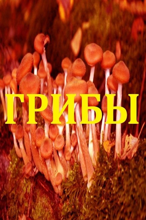 Грибы movie poster player