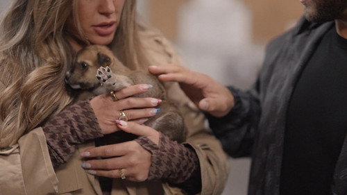 Must Love Dogs S1E3 backdrop