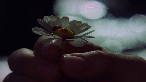 Valerie and Her Week of Wonders