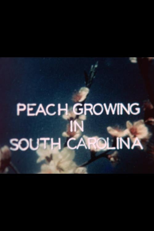 Peach Growing in South Carolina